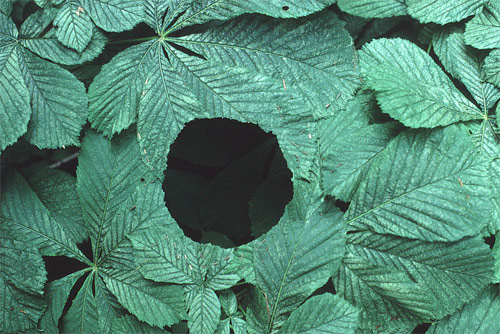 Horse chestnut tree andy goldsworthy british artist sculptor photographer andy goldsworthy