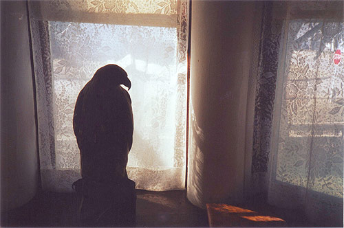 photographer photography anna verlet shelton