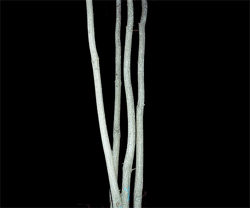 jonas loiske photographer photography