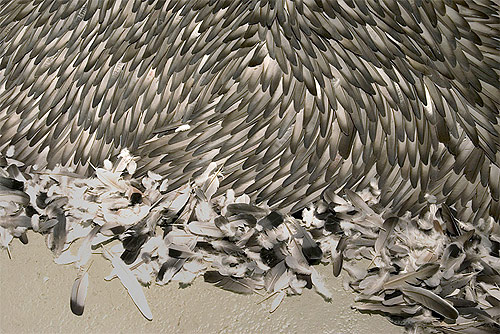 kate mccgwire artist feather sculptures