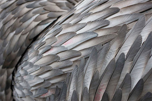 kate mccgwire artist feather sculptures