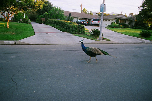 olivia crawford photographer photography