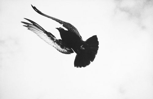 Photographer Alessandro Zuek Simonetti photography