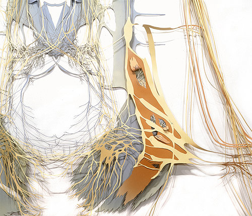 adriane colburn artist paper cut installation