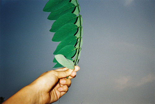 nina ahn photographer photography