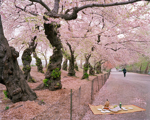 satomi shirai photographer photography