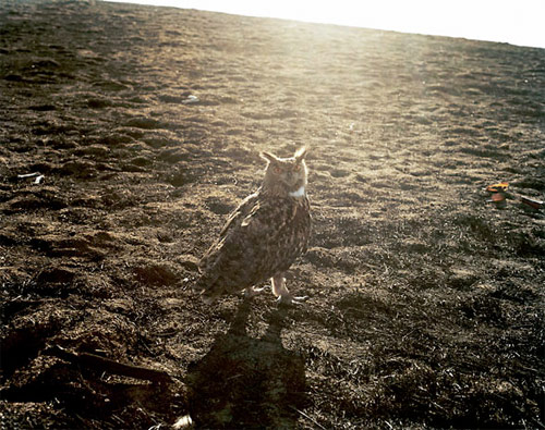 photographer photography michele abeles