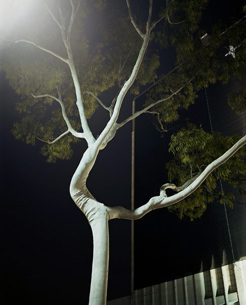 amanda friedman photographer photography