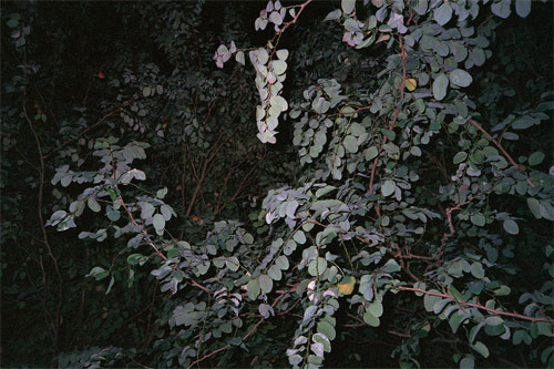 alistair dickinson photographer photography
