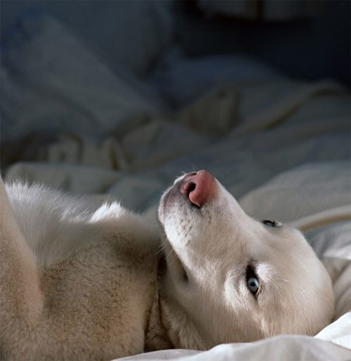 jonathan levitt photographer photography