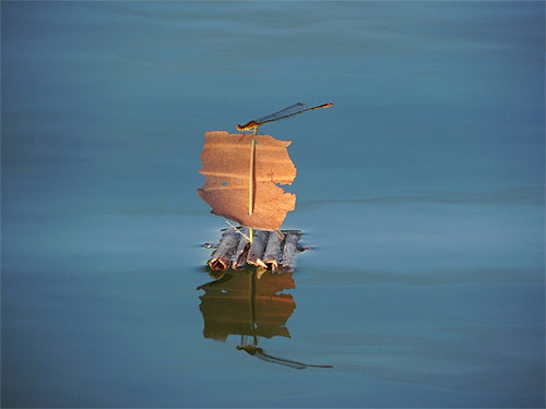 little drifters vancouver sun booooooom