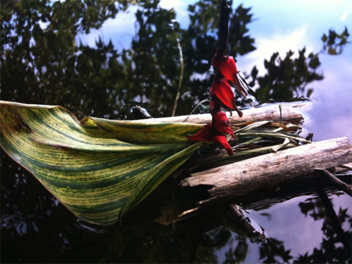 Little Drifters Booooooom project Worldwide submissions