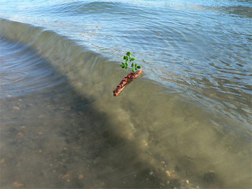 Little Drifters Booooooom project Worldwide submissions