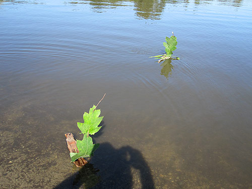Little Drifters Trout Lake Extravaganza Booooooom Project vancouver boat craft building