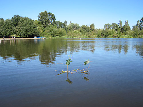 Little Drifters Trout Lake Extravaganza Booooooom Project vancouver boat craft building