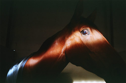 photographer oliver chennells