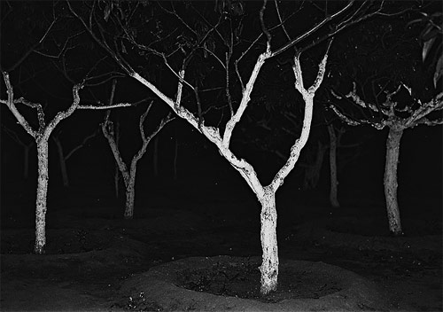 zhu jia photographer photography