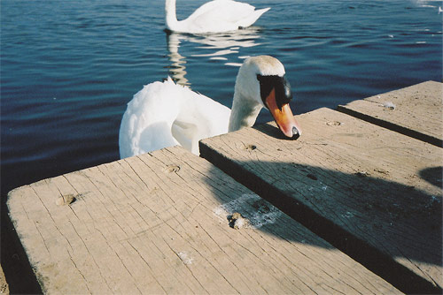 shiri lee webb photographer photography