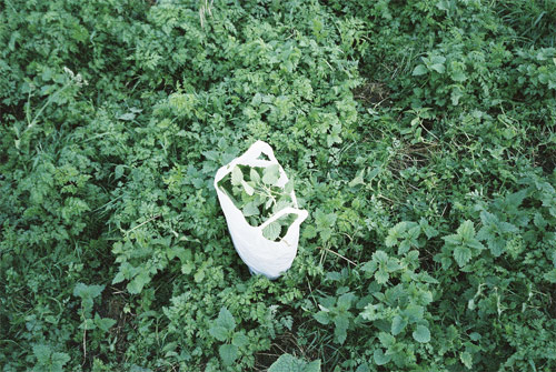 shiri lee webb photographer photography