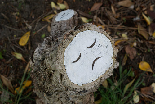 poor little trees by steven burke