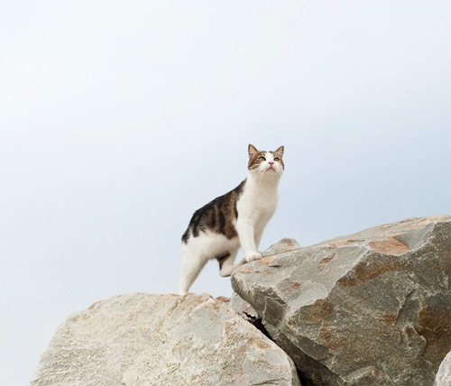 Photographer Alex Cretey-Systermans
