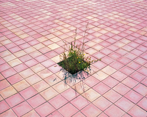 photographer photography hin chua