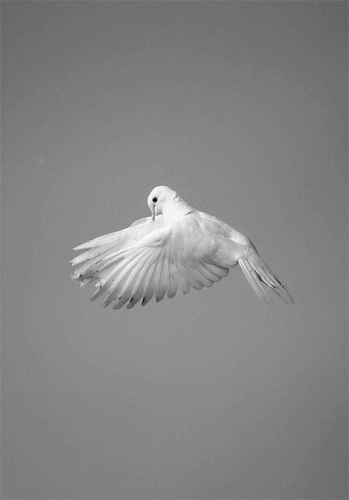 photographer photography marton perlaki