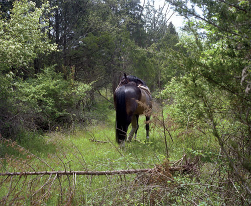 photographer sophie morner photography