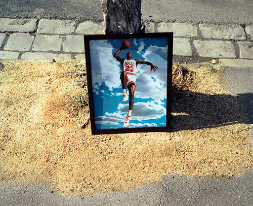 tree trunks photographer photography louis porter