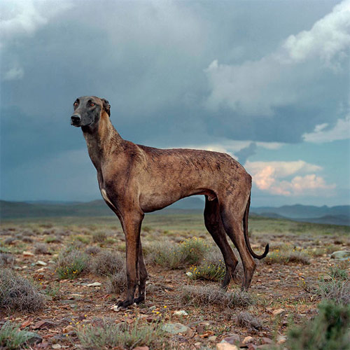 photographer photography daniel naude africanis dogs south africa