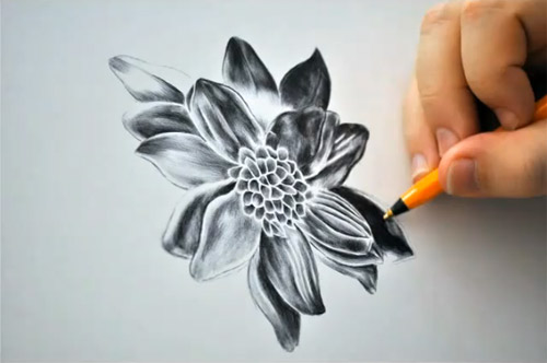 black dahlia pen drawing by paul alexander thornton