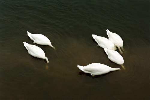 Photographer Pascal Fellonneau