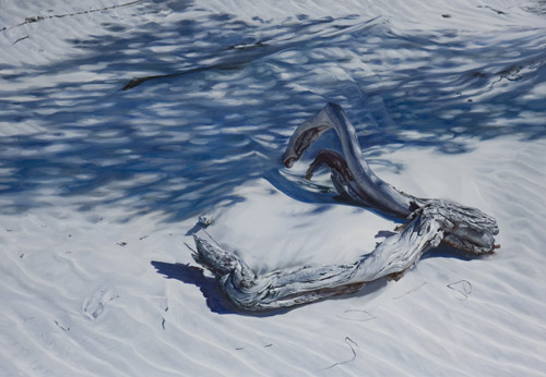 Artist painter Cindy Wright paintings