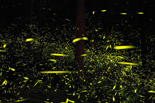 Photographer Katrien Vermeire fireflies godspeed photography