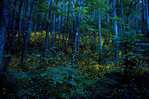 Photographer Katrien Vermeire fireflies godspeed photography