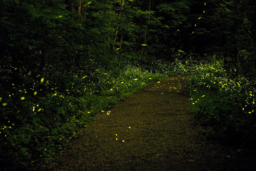 Photographer Katrien Vermeire fireflies godspeed photography