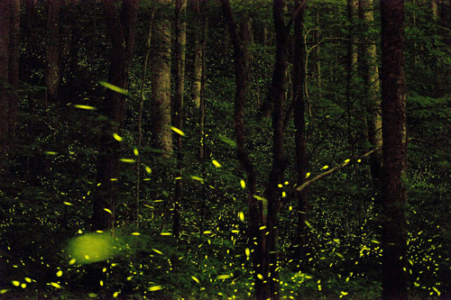 Photographer Katrien Vermeire fireflies godspeed photography