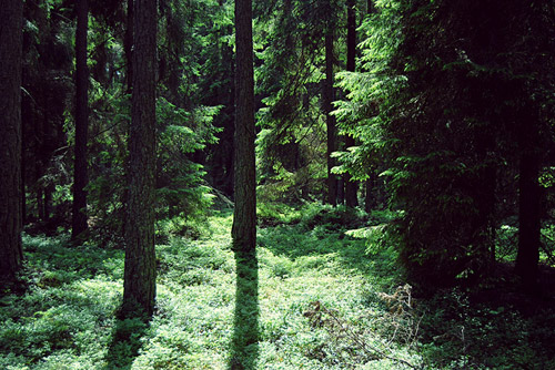 Photographer Alice Axinder photography