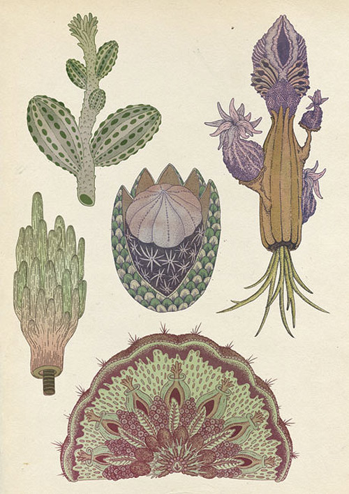 Illustrator Katie Scott