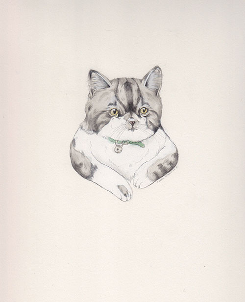 Drawings by artist illustrator Sarah McNeil