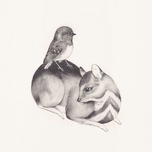 Drawings by artist illustrator Sarah McNeil