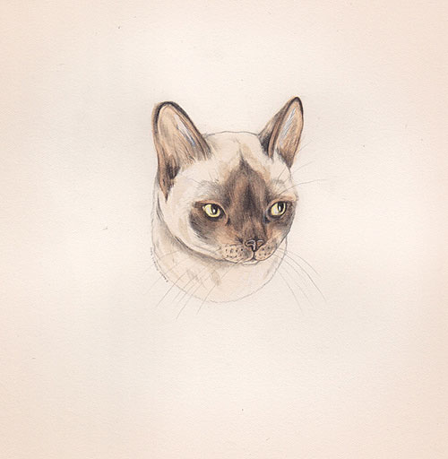 Drawings by artist illustrator Sarah McNeil