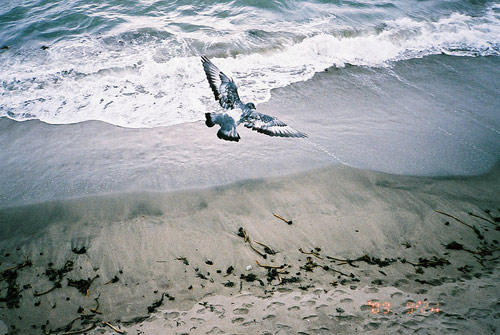 Photographer Mari Kojima photography