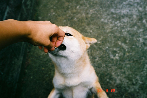 Photographer Mari Kojima photography