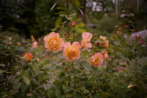 photographer ali bosworth