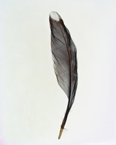 “Feathers” Camera-less Photography by Taylor Curry – BOOOOOOOM ...