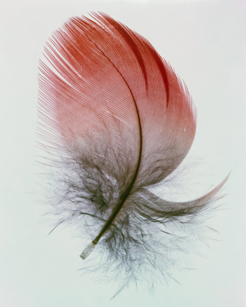 “Feathers” Camera-less Photography by Taylor Curry – BOOOOOOOM