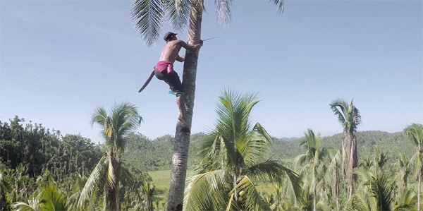 Video Of The Day Kinabuhi A Portrait Of Filipino Coconut Farmers