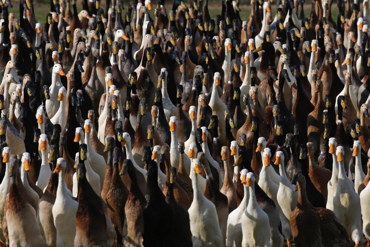 Good News of the Day Army of 1,000 Ducks Used as Brilliant Pesticide