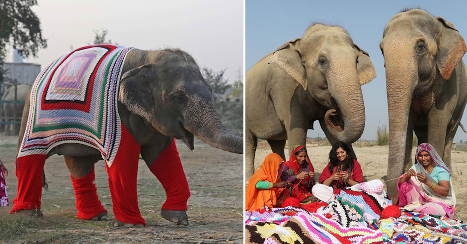 Lagring Tænke i dag Villagers Hand-Knit Giant Sweaters to Help Keep Rescued Elephants Warm –  BOOOOOOOM! – CREATE * INSPIRE * COMMUNITY * ART * DESIGN * MUSIC * FILM *  PHOTO * PROJECTS